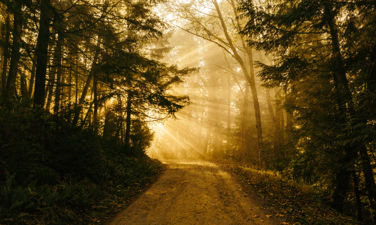 Bright yellow sun rays beaming through a dark forest path